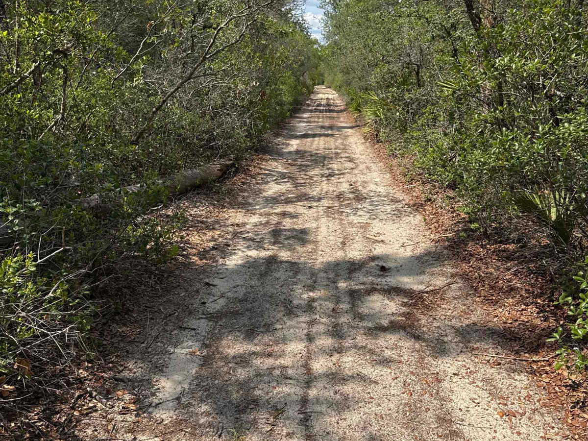 Ocala National Forest 40-14.6 photo 6