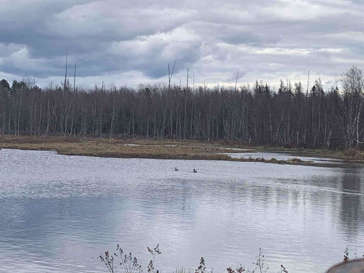 Rankine Road Pond Run photo 4