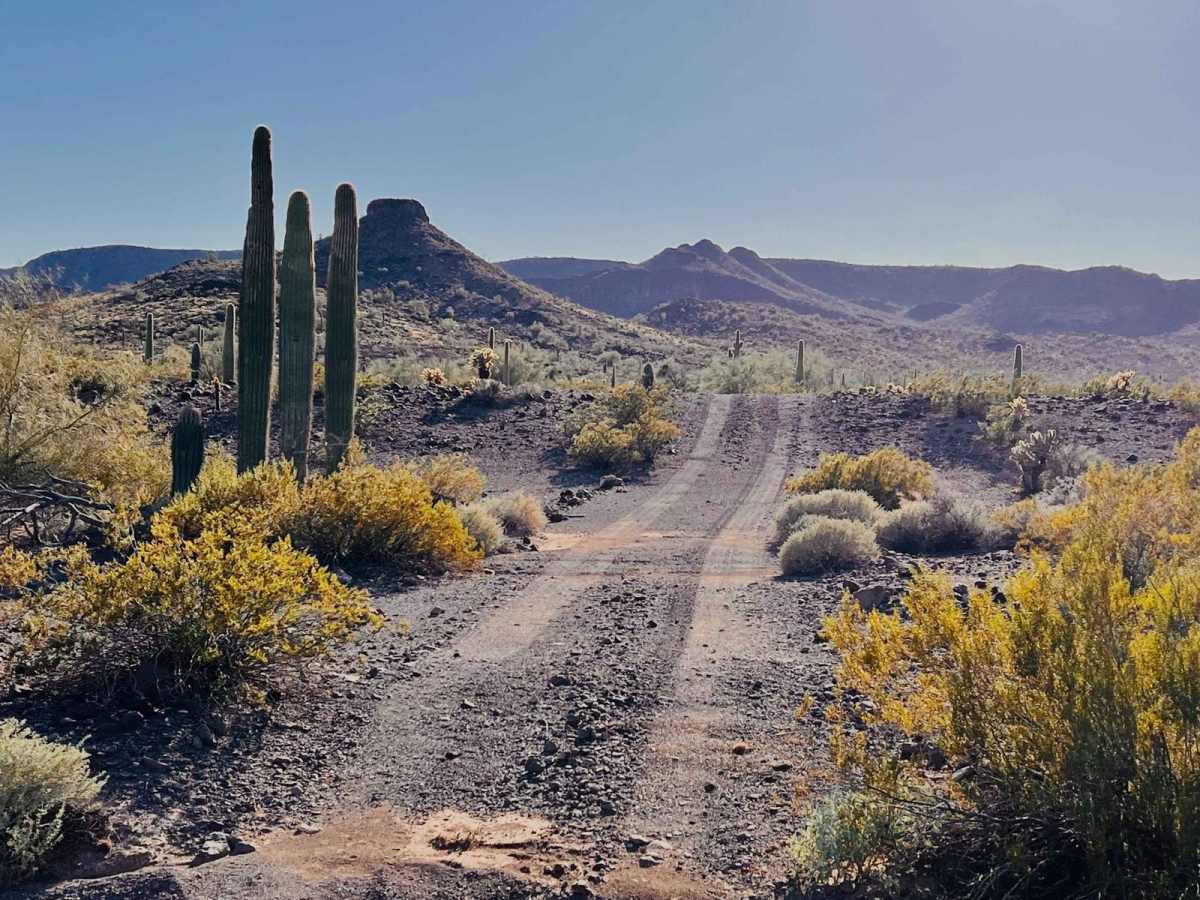 Sunset Cholla Loop photo 3