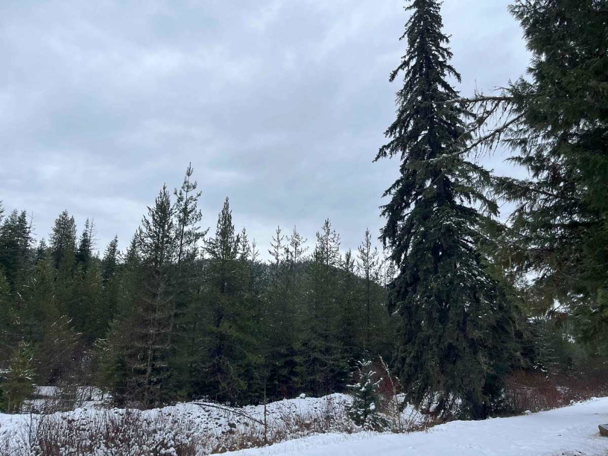 8248 OHV Dredge Trail photo 6