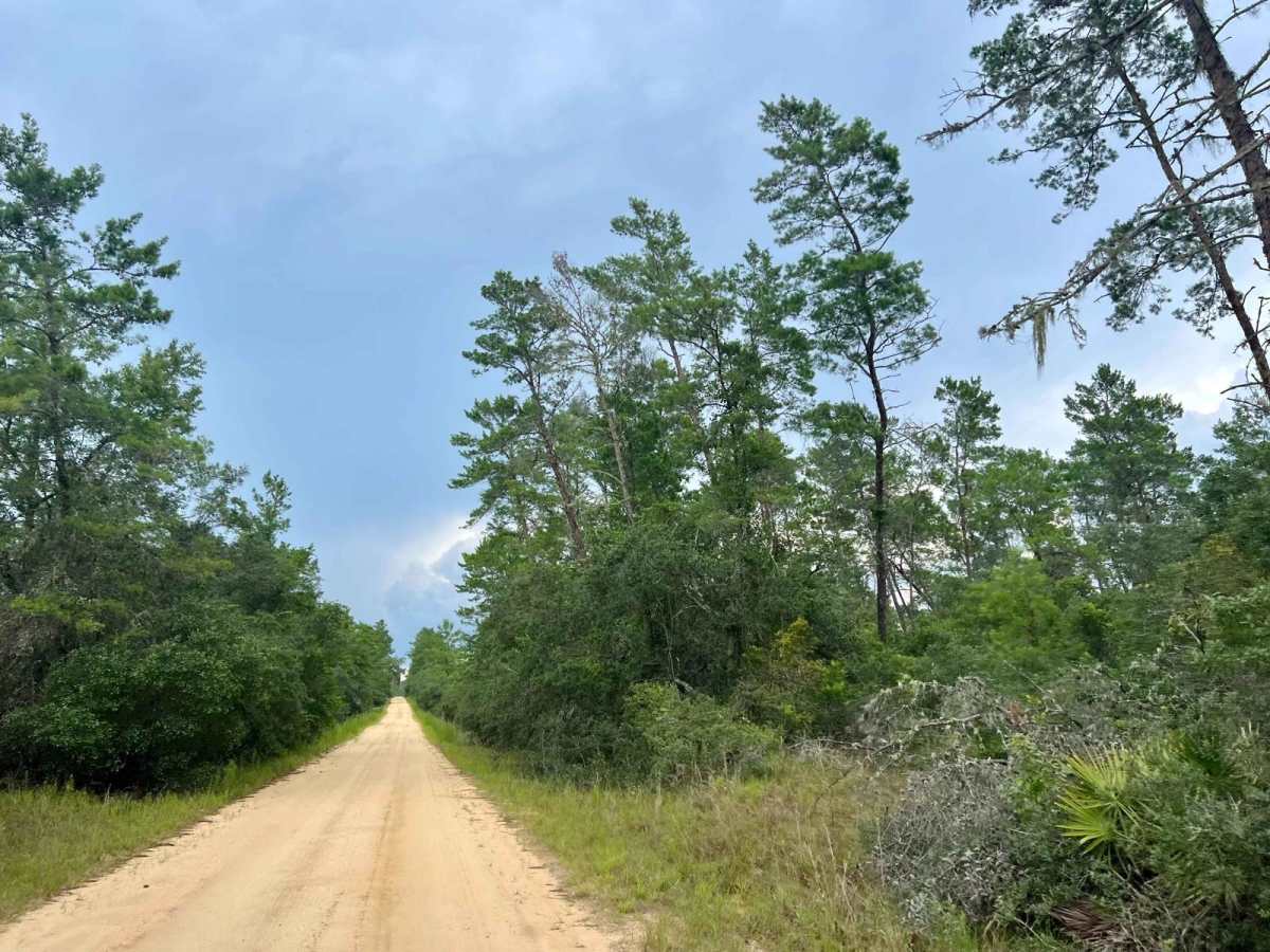 Ocala National Forest | Trail 5 photo 5
