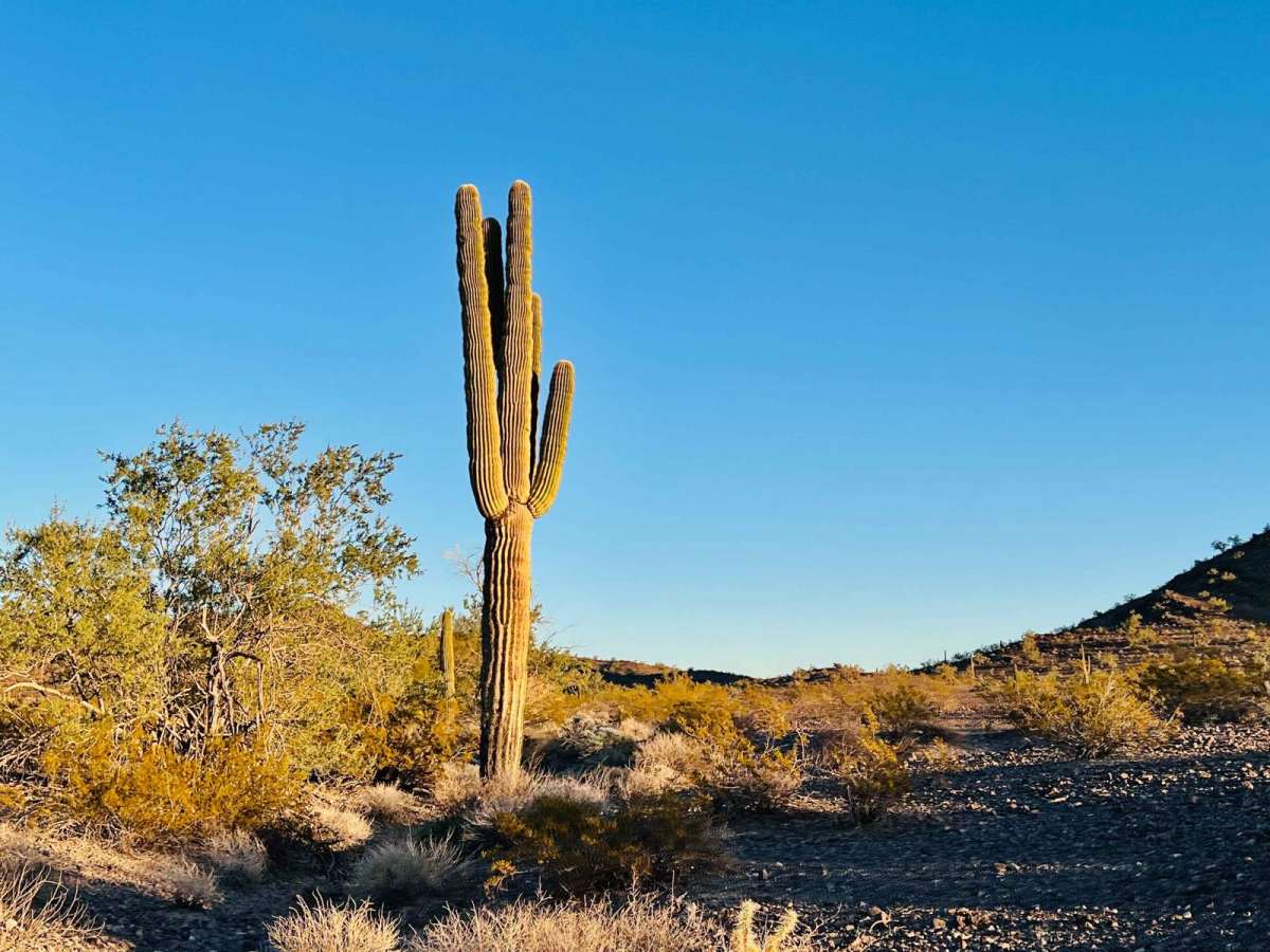 AZ Peace Trail I-10 to Royal Arch Loop Trail photo 3
