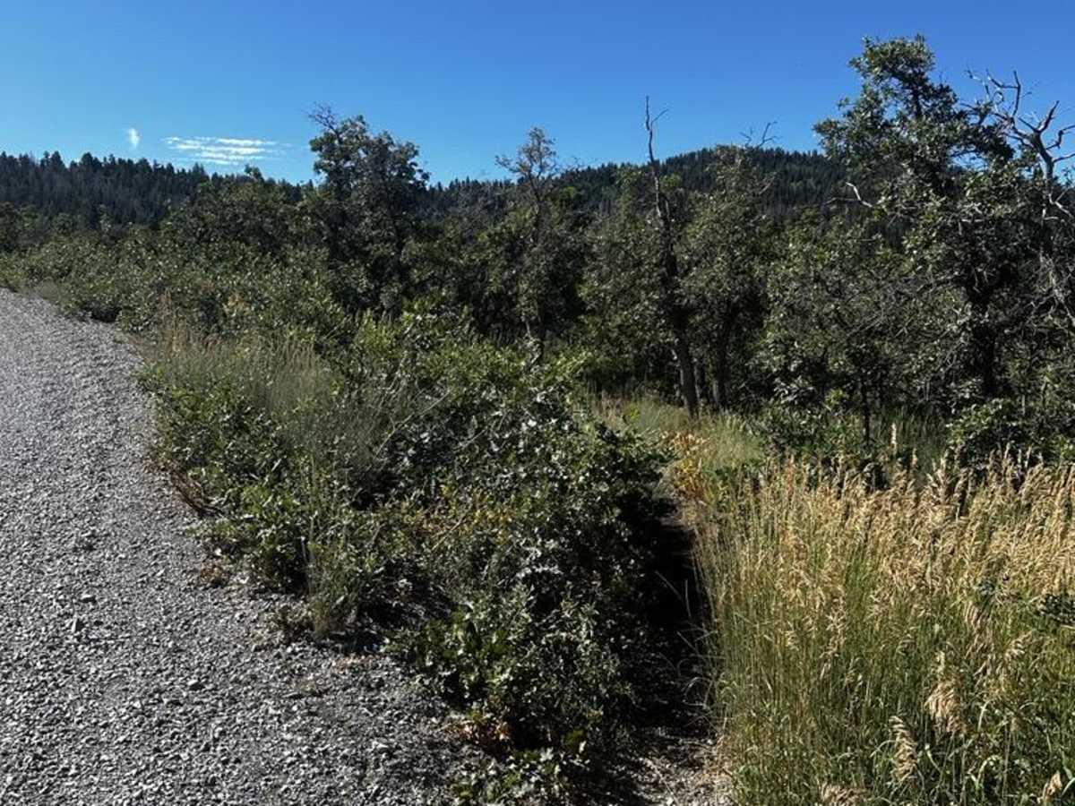 Packard Canyon Cutoff Trail trail photo