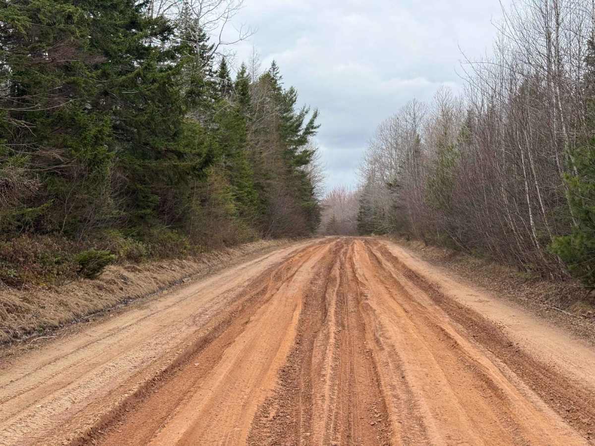 Straight Road Trail photo 3