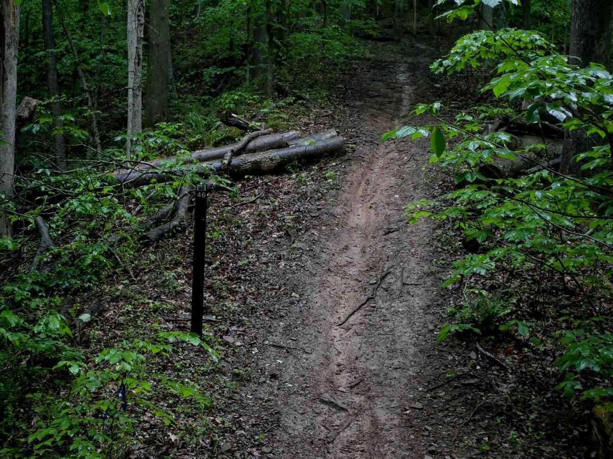 T46 trail photo