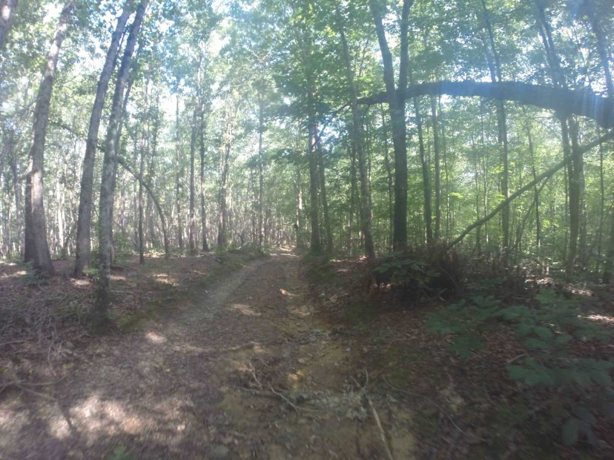 Manning Mill Spur - Forest Road 227A photo 6