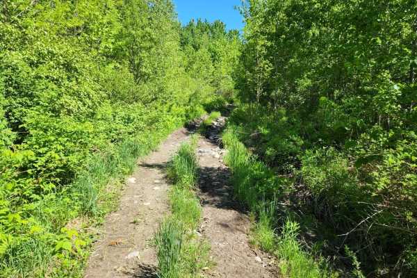 Center Trail