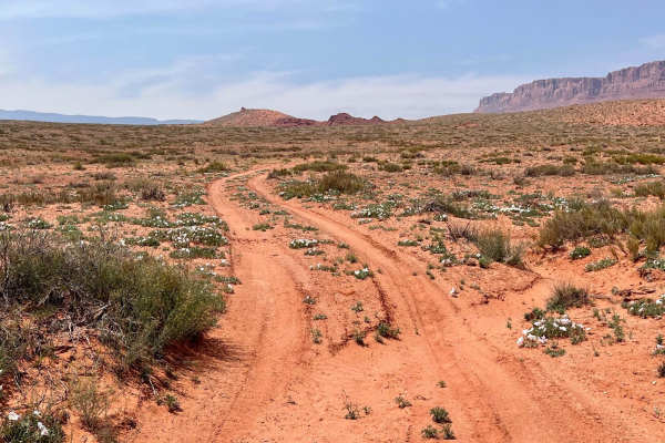 Two Track into the Wilderness