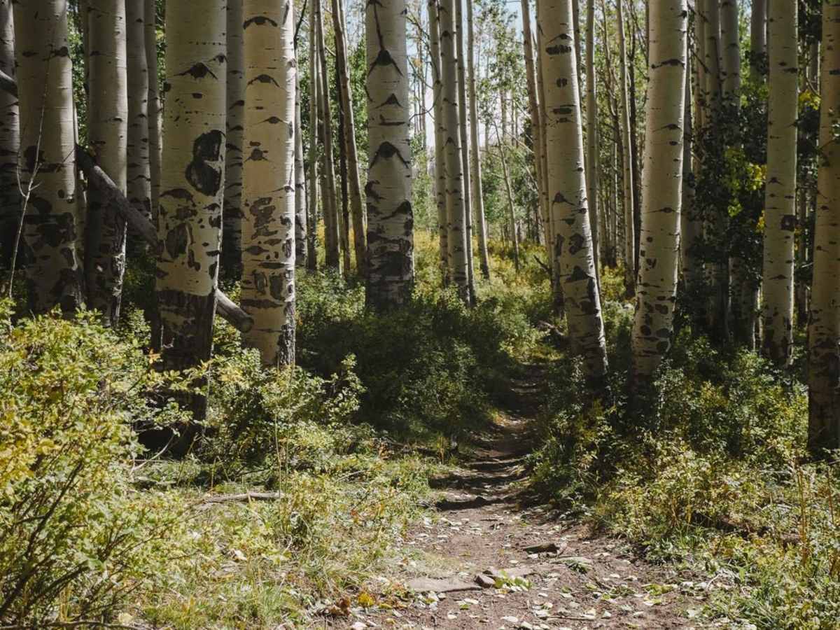 Upper Bench Trail photo 6