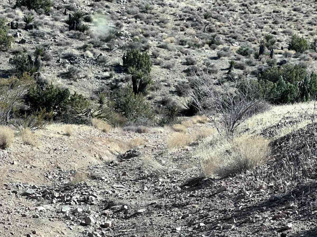 Coyote Spring photo 6