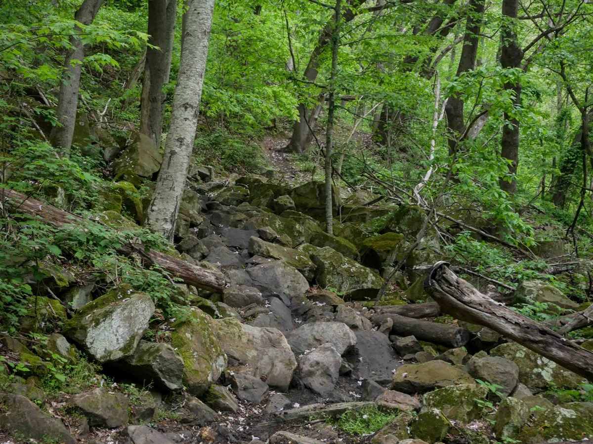 BM 172 trail photo