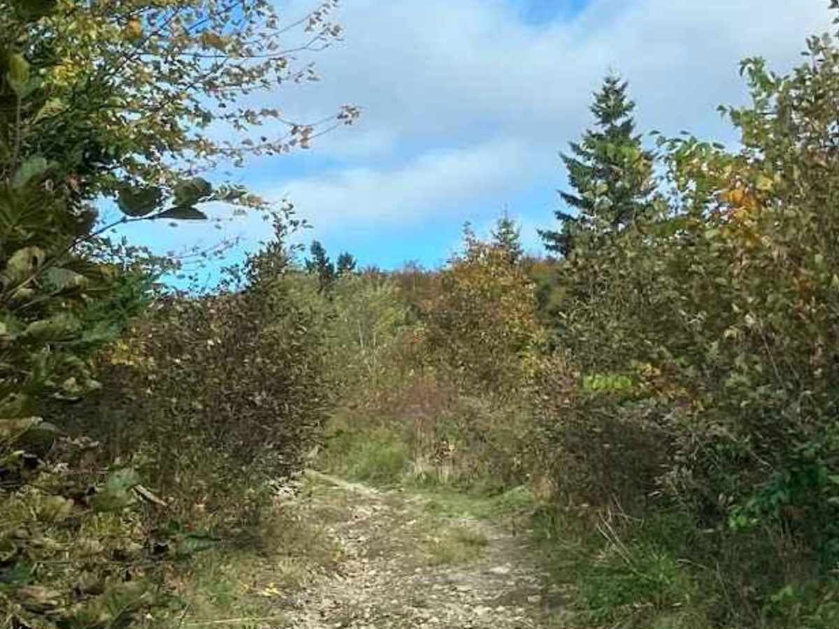 MacDonald's Glen Road photo 4