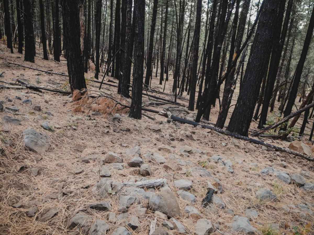 Rock Rut trail photo
