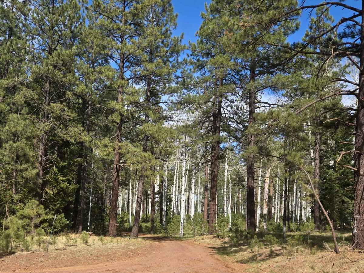 Forest Service Road 61/64F photo 6