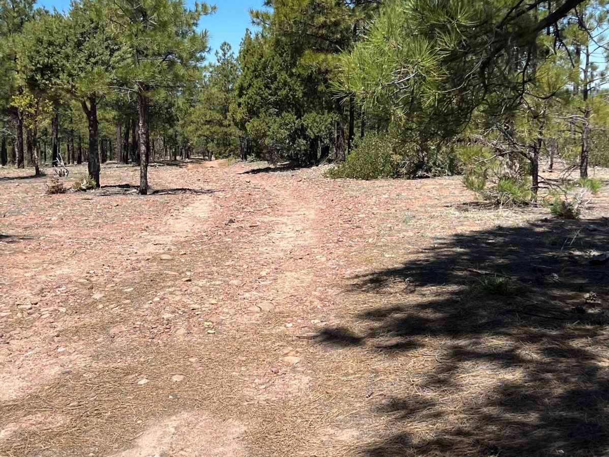 Young Pondo Pine Path photo 3