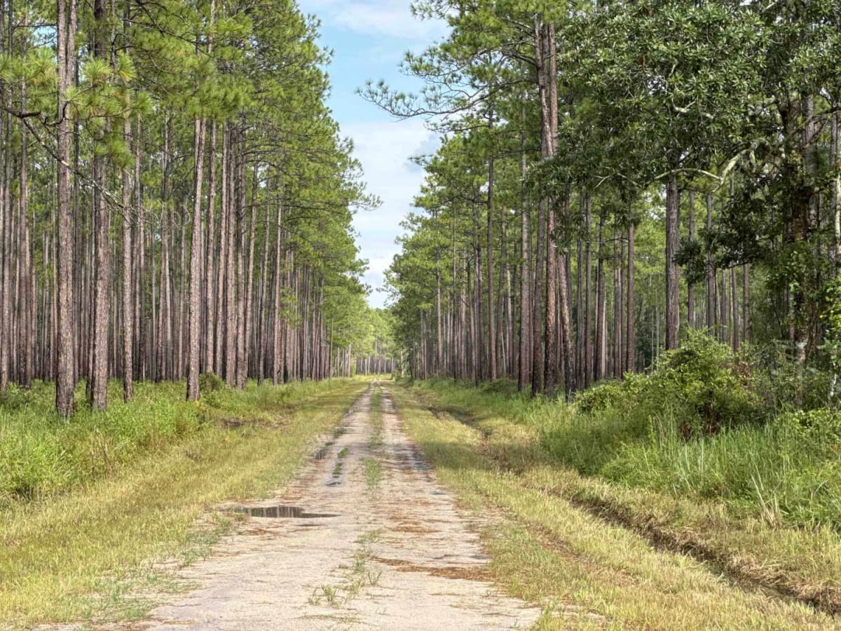 Old Jacksonville Rd - Osceola NF 263 trail photo