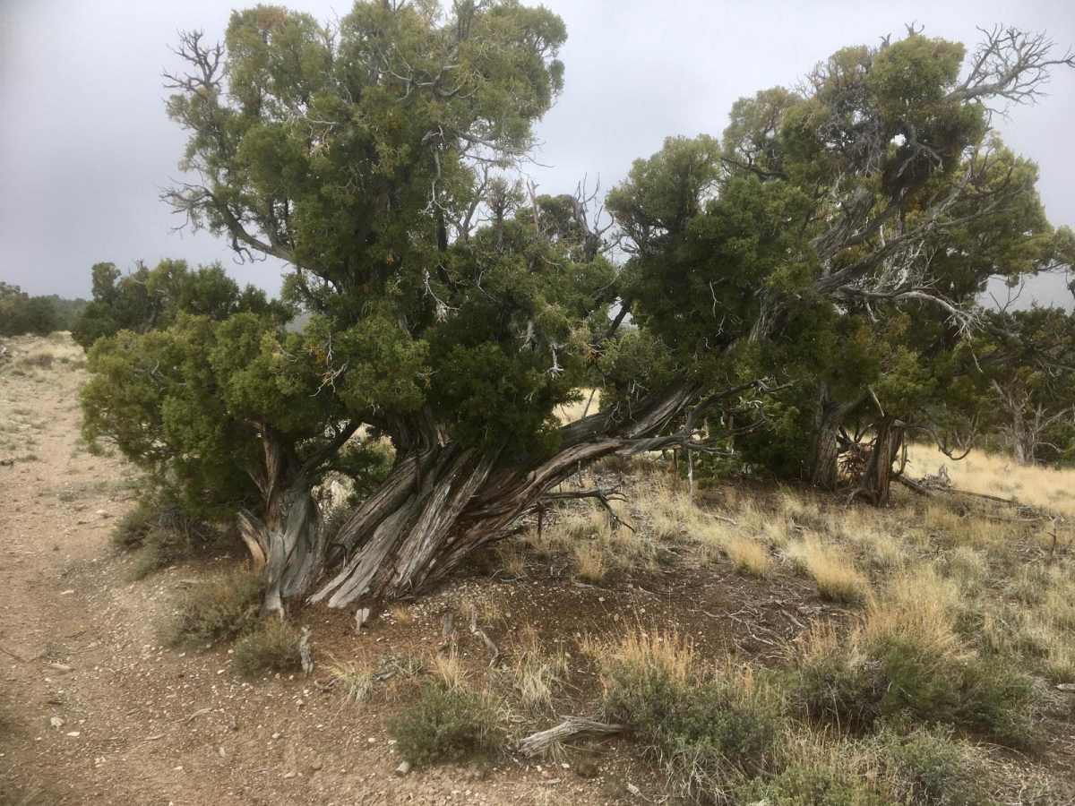 South Gallagher ATV Trail photo 3