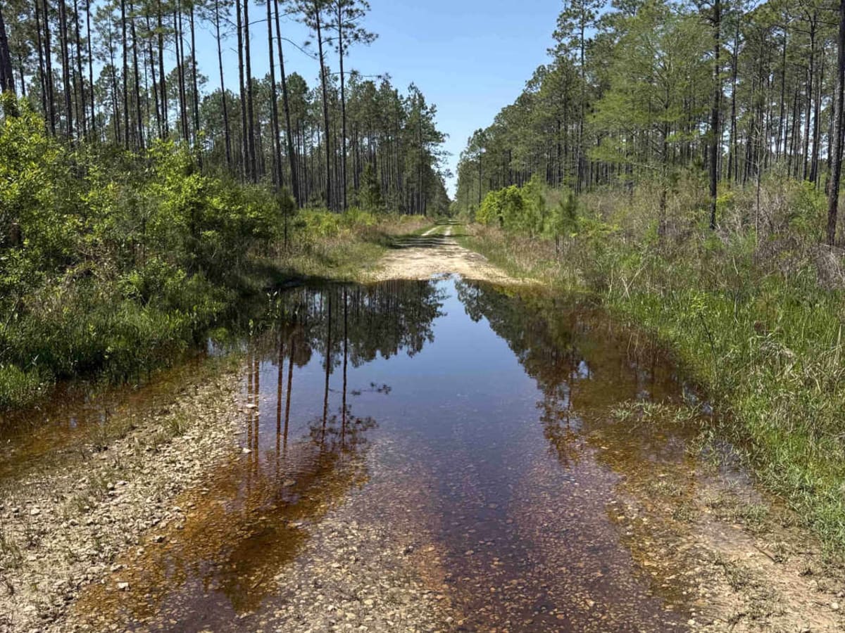 Grade 15 - Aucilla WMA photo 3