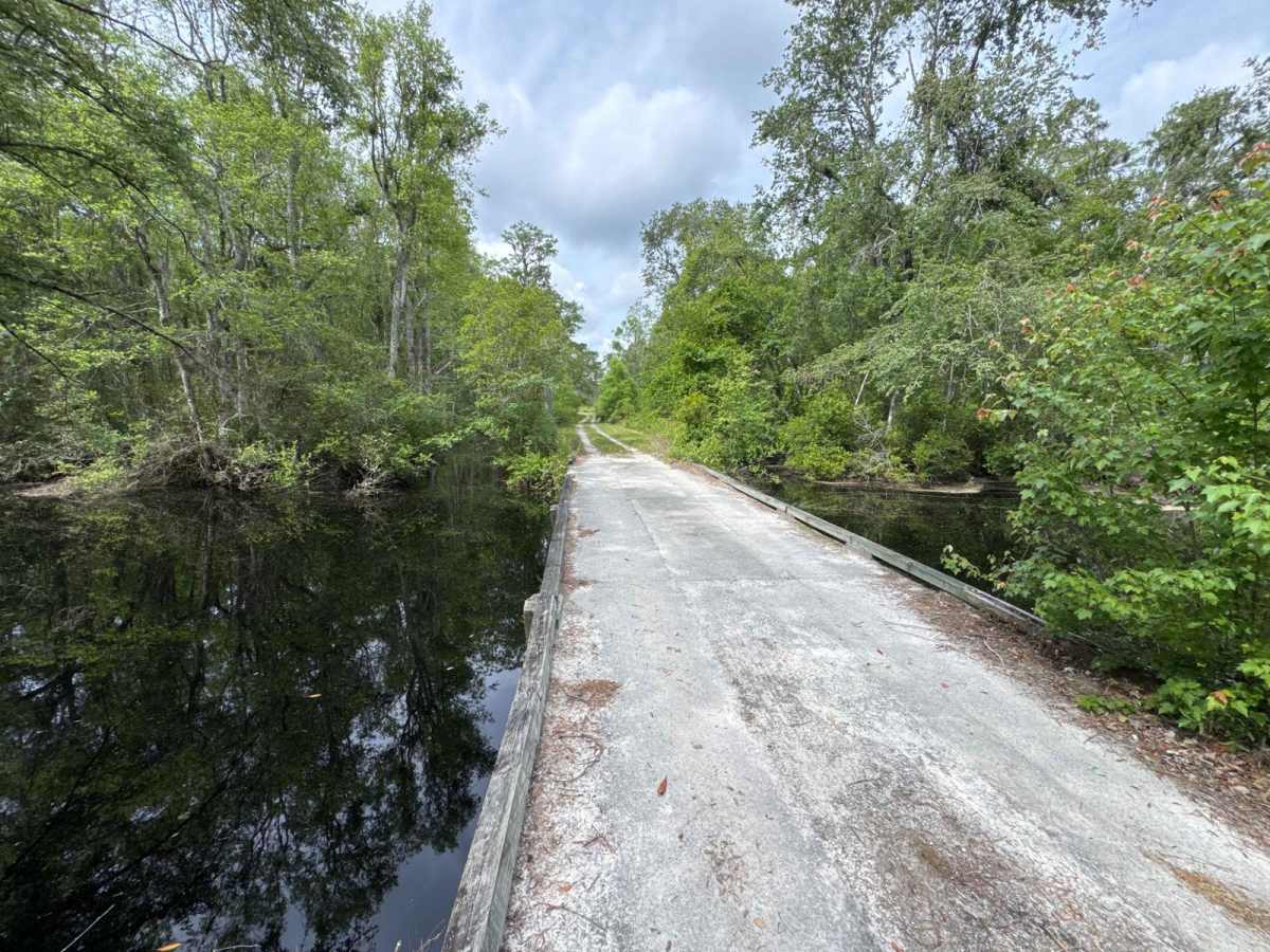 Little Suwannee Road - Osceola NF 291 trail photo