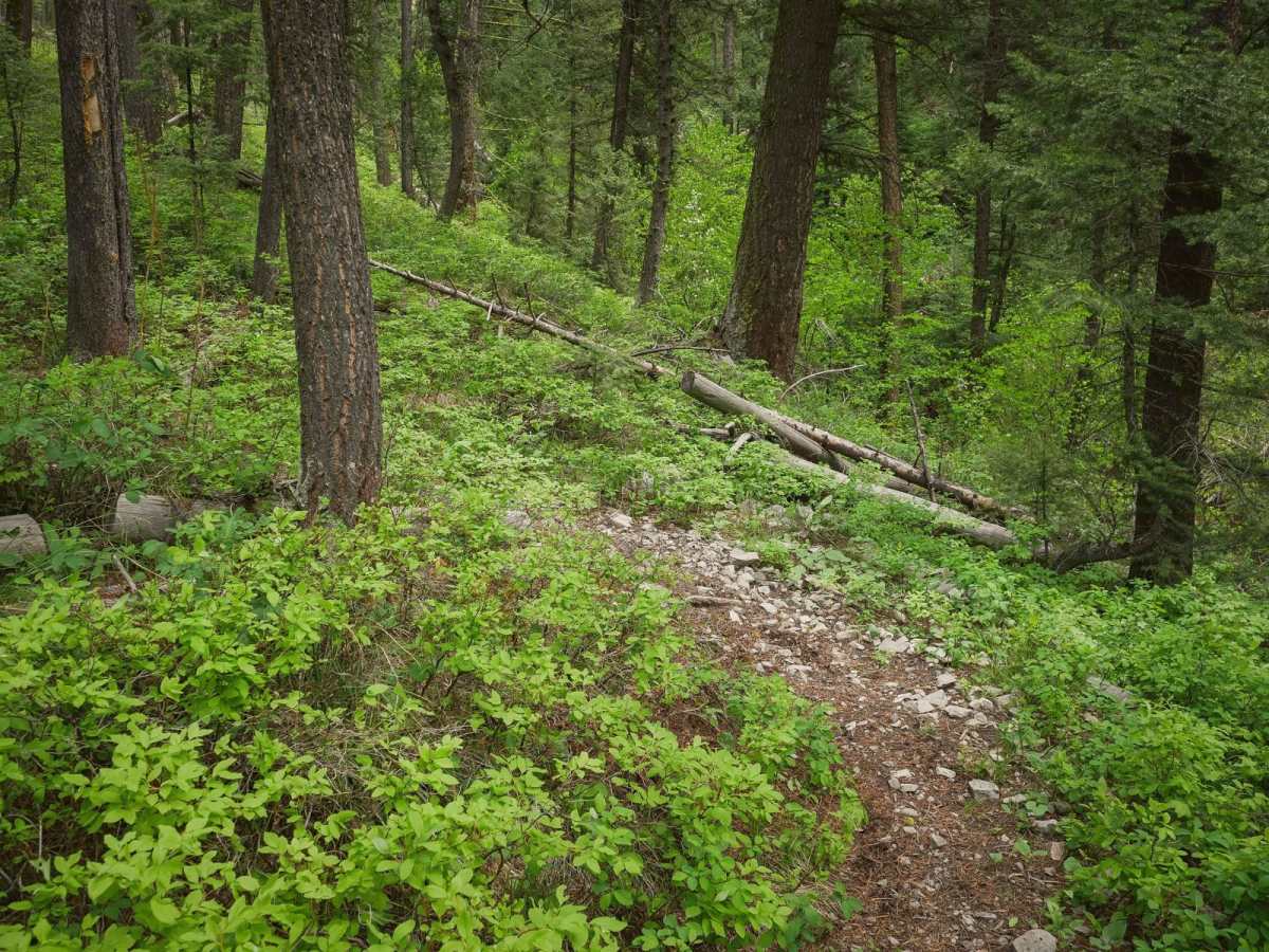 Sheep Creek photo 6