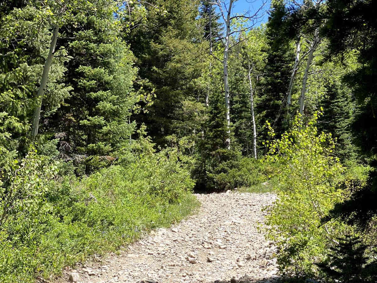 Alta Dry Fork (FR 70198) photo 4
