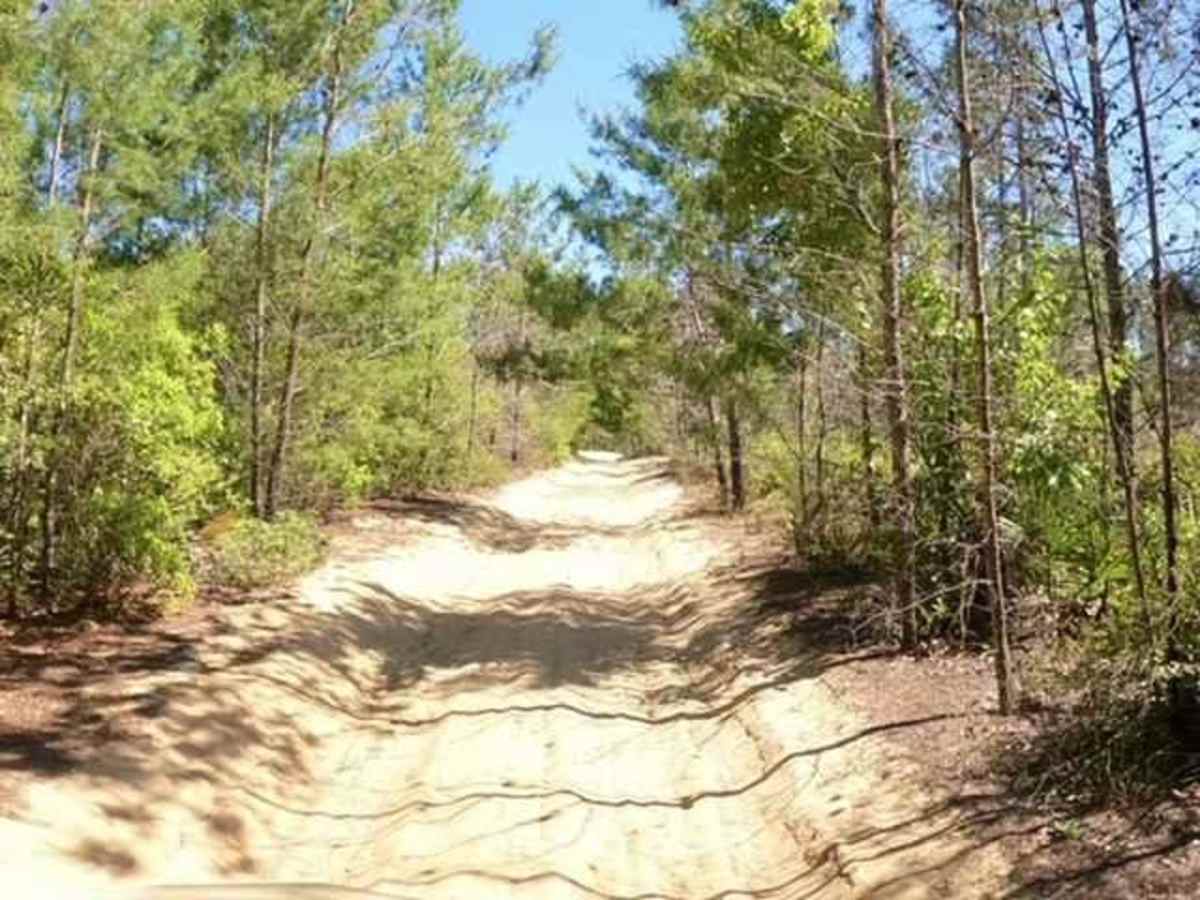 Longleaf Trail photo 4