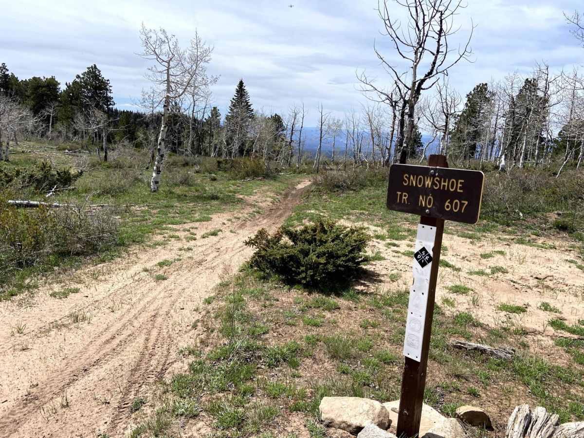 Snowshoe trail photo