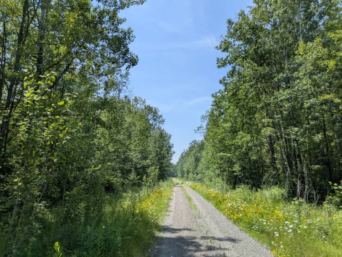 Colvin Forest Road trail photo
