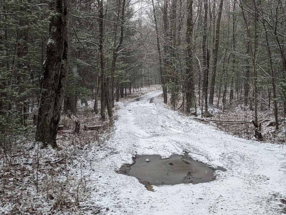 Forest Road 5043 photo 3