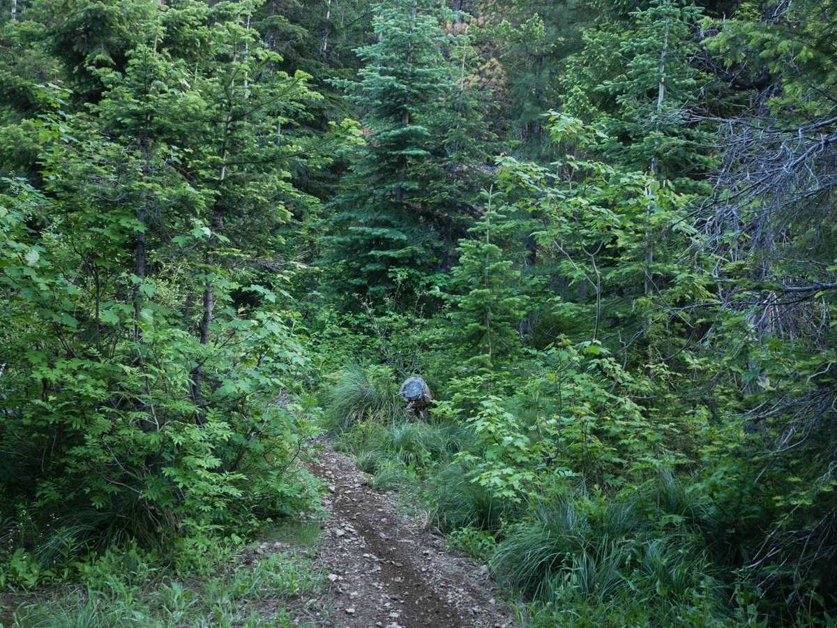 Elsie Peak photo 3