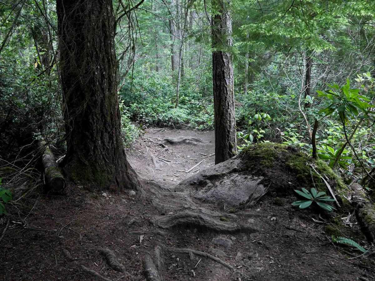 Tommy trail photo