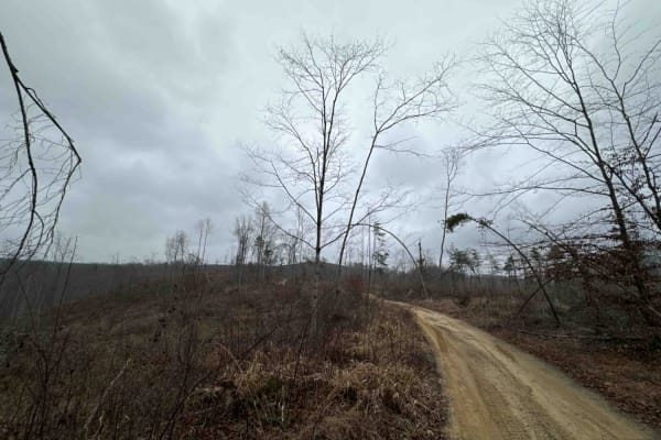 Wildcat Road