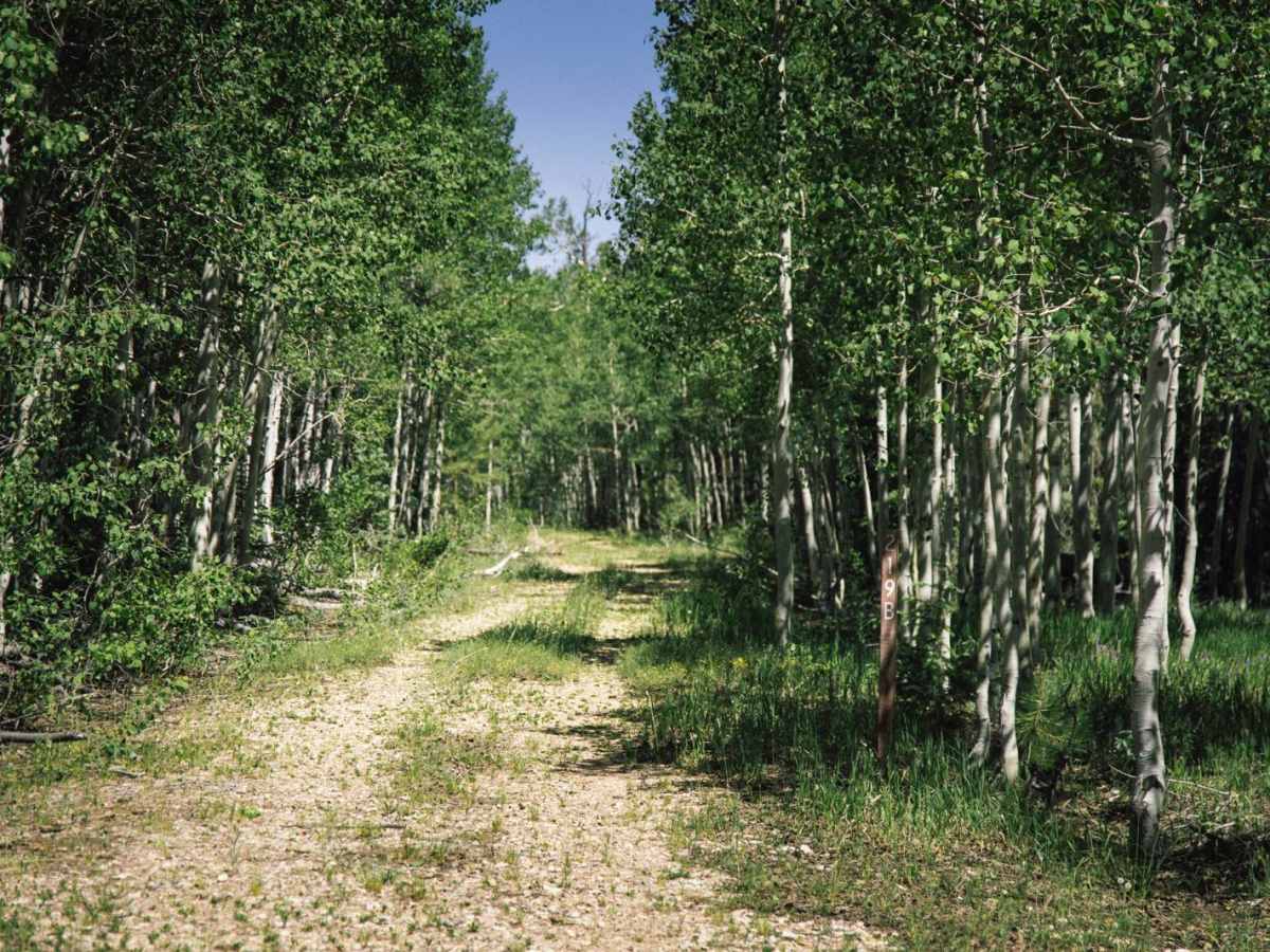 FR 219b trail photo