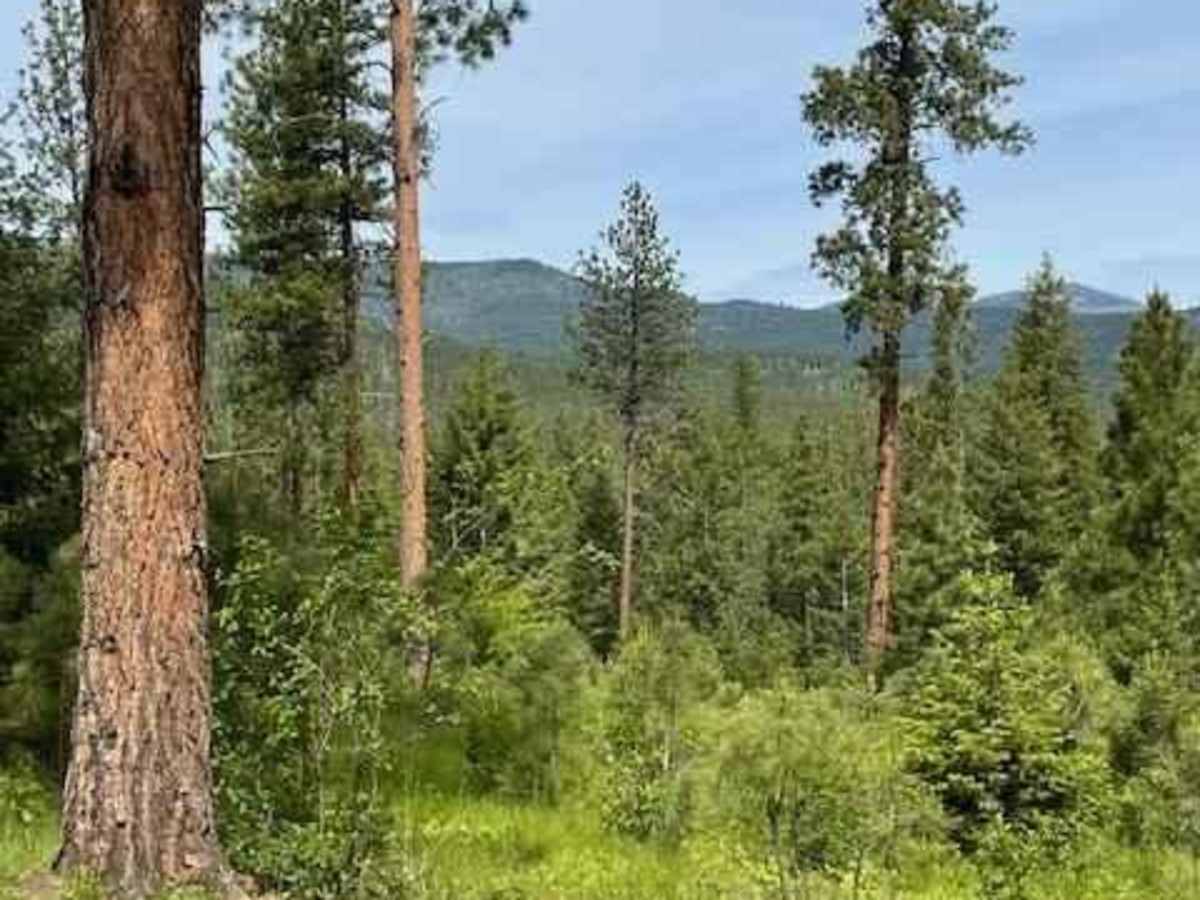 Loop Creek Road - NF 326 trail photo