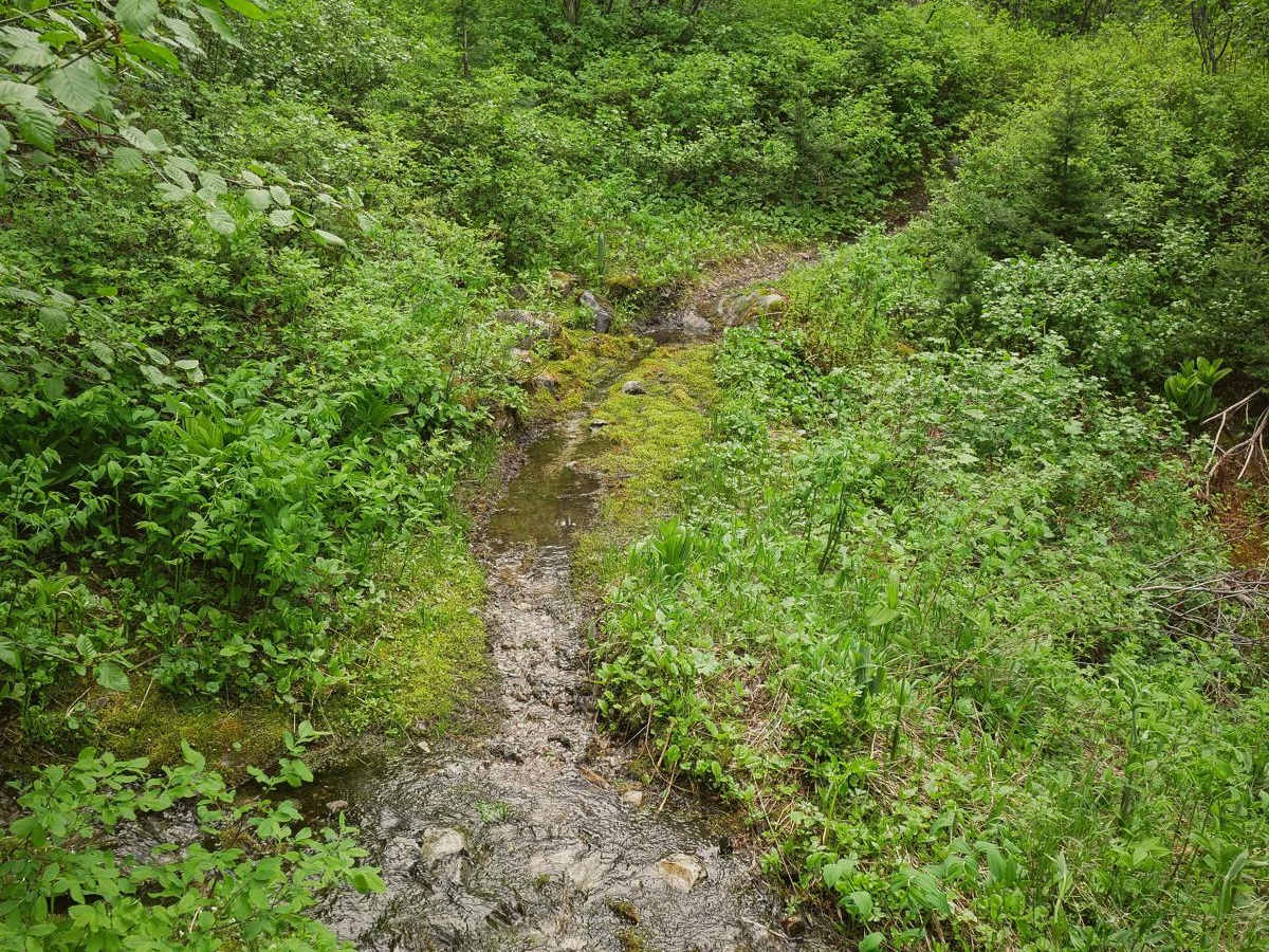 South Fork Sheep Creek photo 5