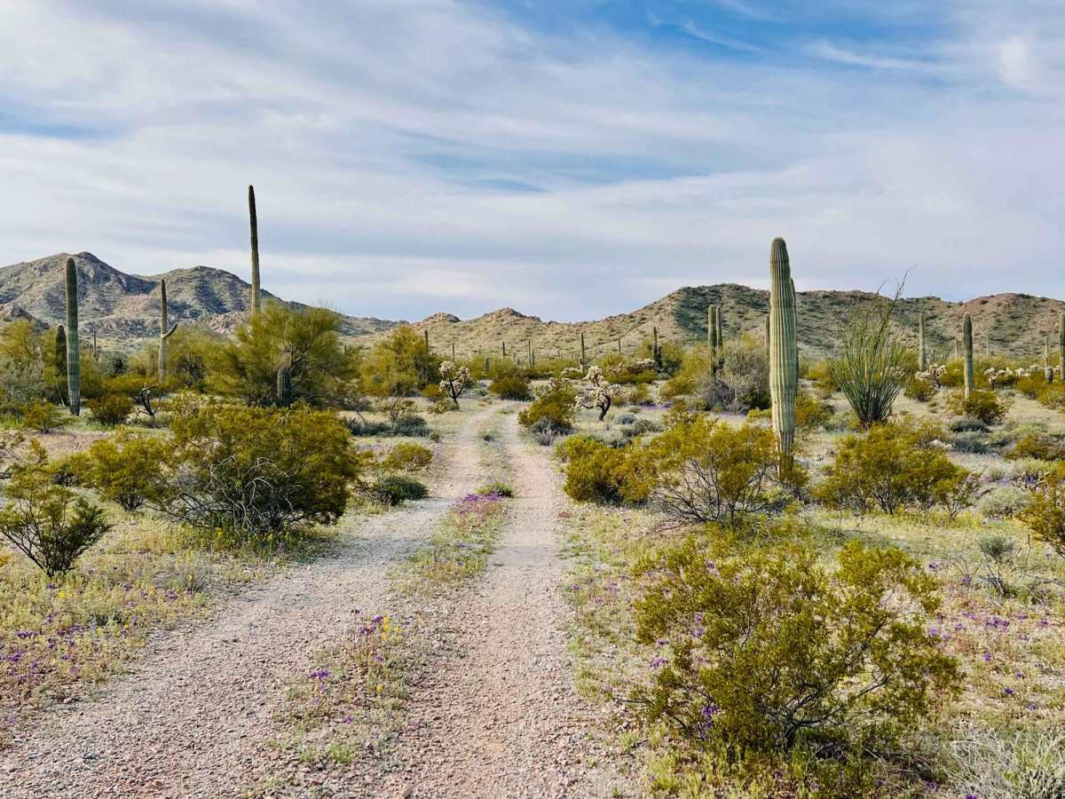 Canyon Camp Loop Ajo photo 2