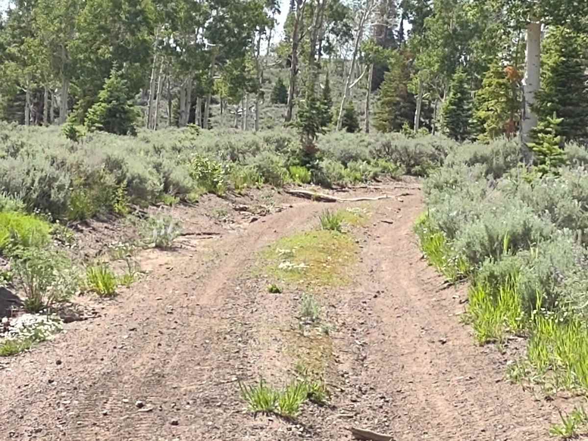 Burned Aspen Loop - FS 41230 photo 4