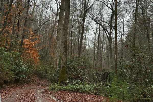 Falls Branch Road - FSR 2