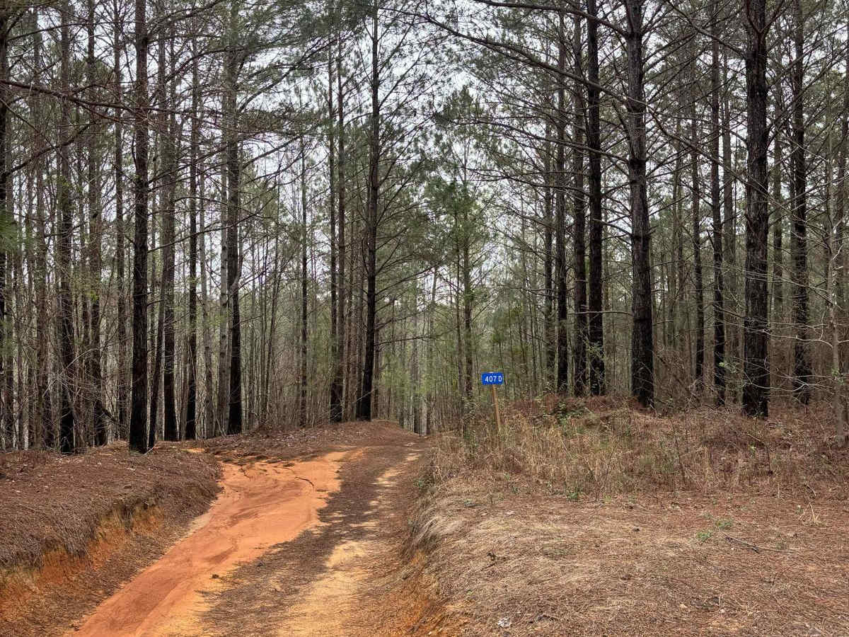 407D trail photo