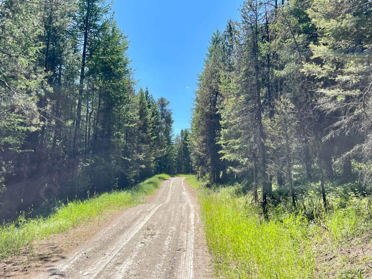 Wild Bill Saddle photo 6
