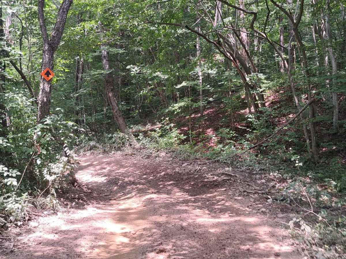 Bear Path 2 photo 2