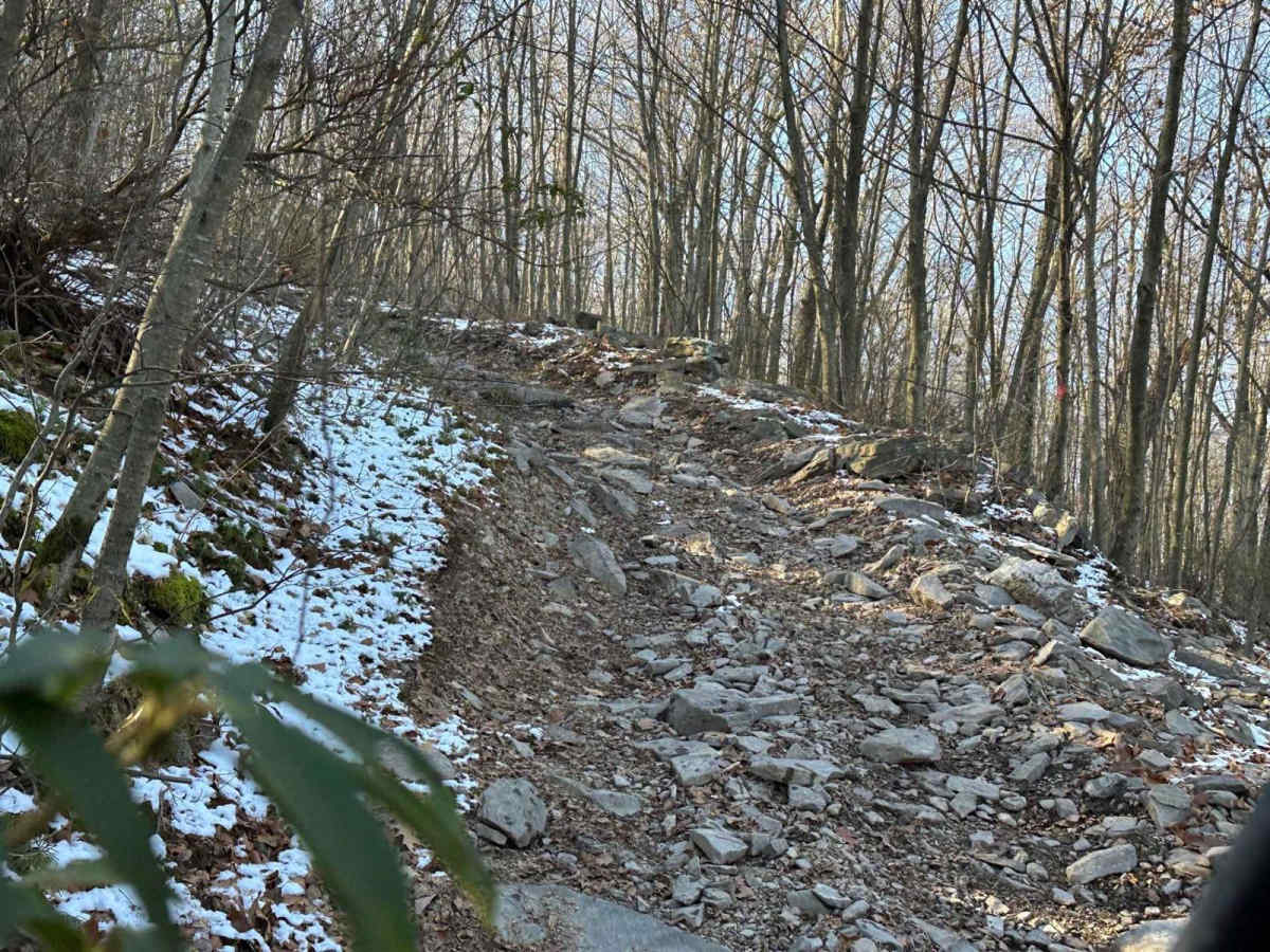 Locust Gap 6 photo 5