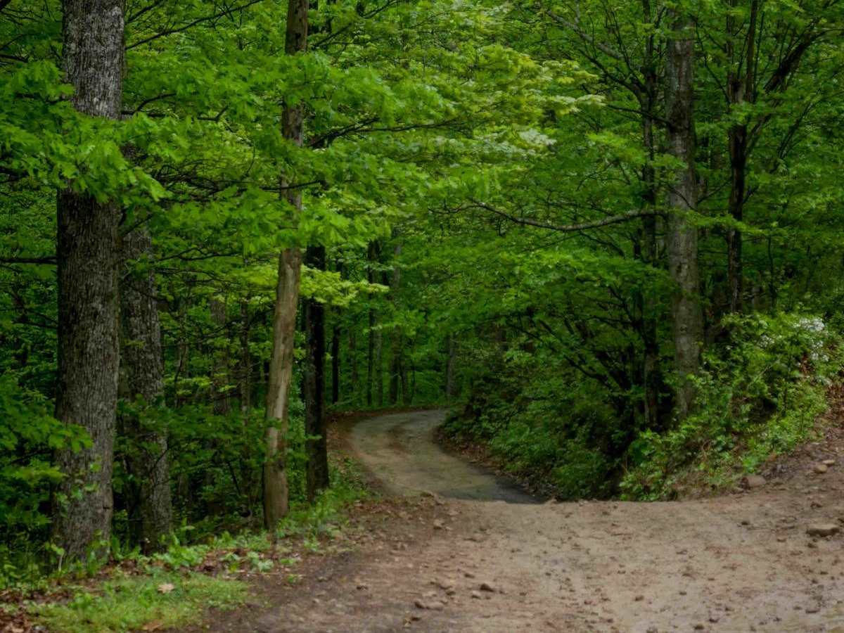 RH 50 trail photo