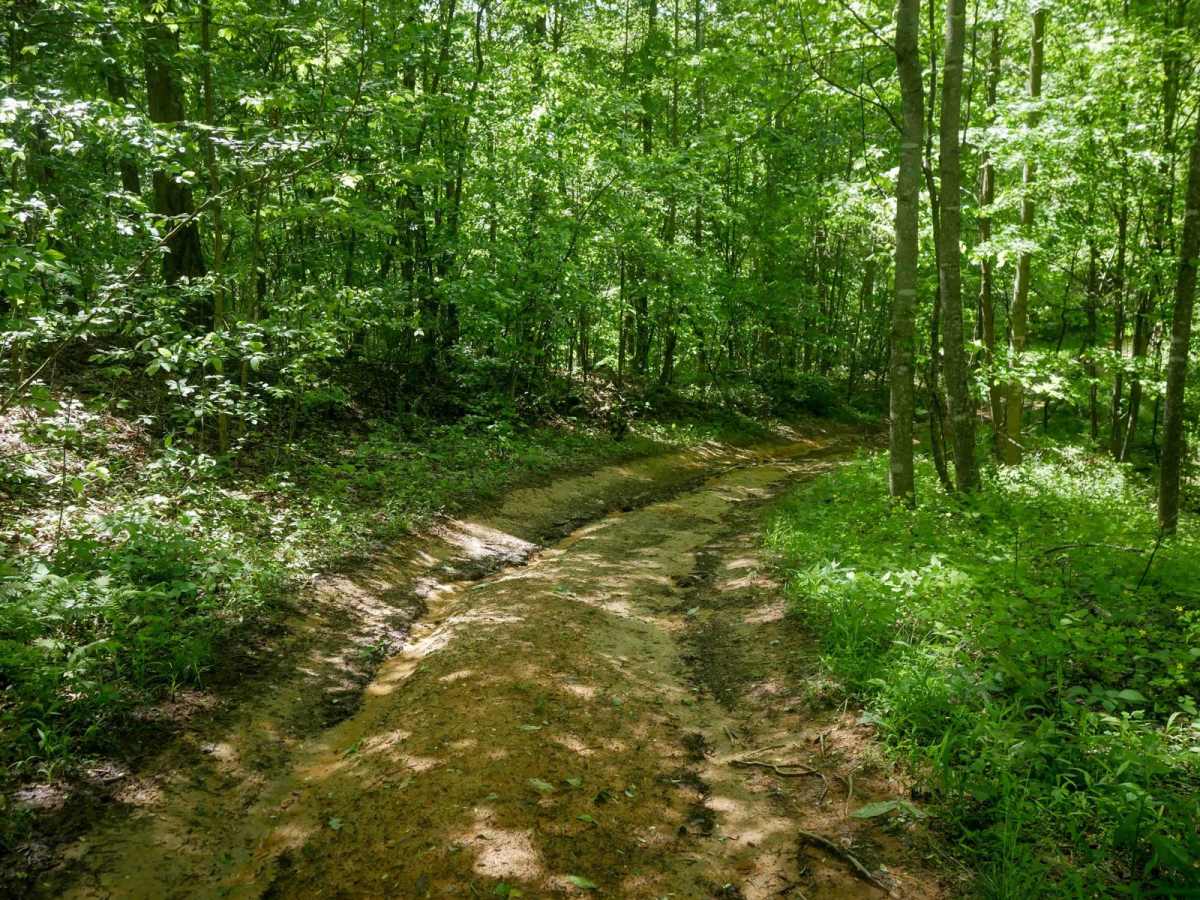 CC65 trail photo