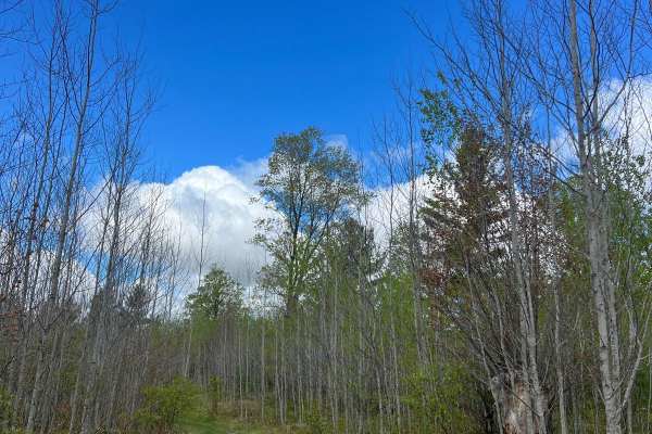 East Wheeler Creek Trail