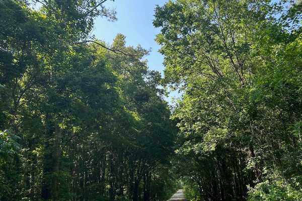 Ion Swamp Road - FSR 228