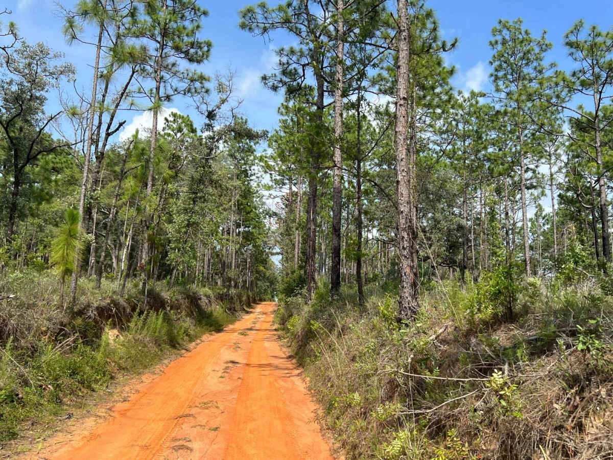 Citrus Wildlife Management | Trail 20 photo 6