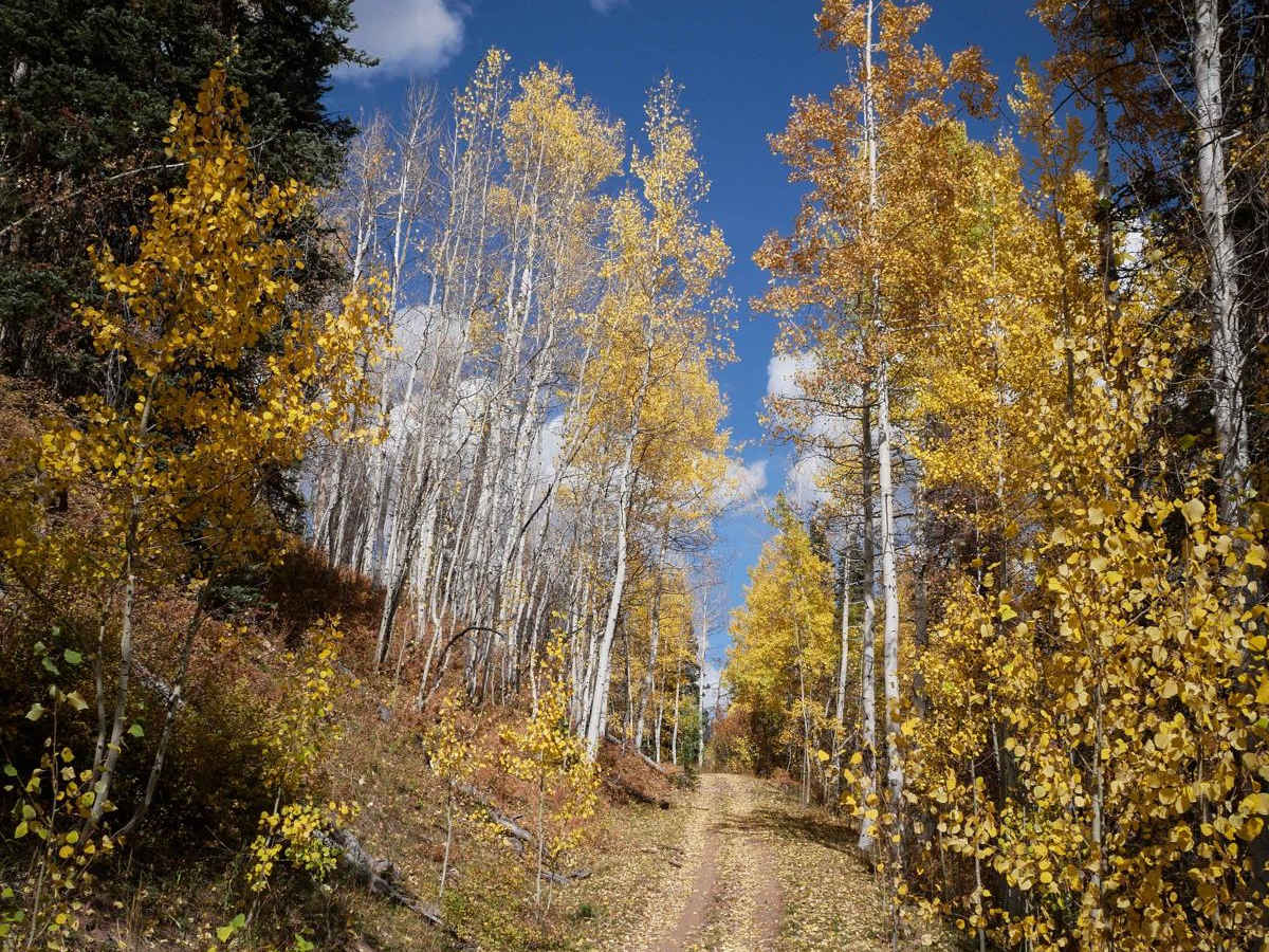 Stealey Mountain ATV photo 5