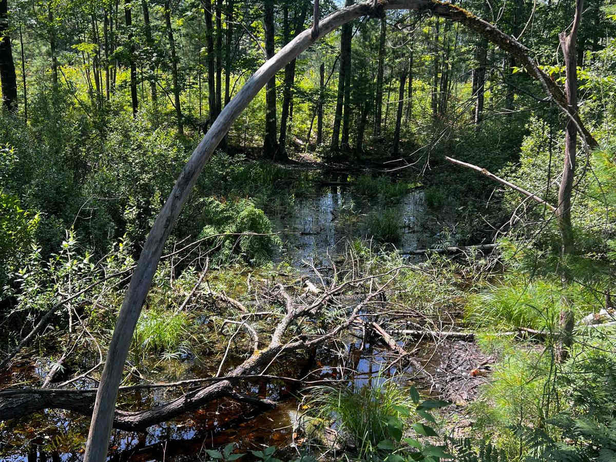 Swamp Tree Trail trail photo