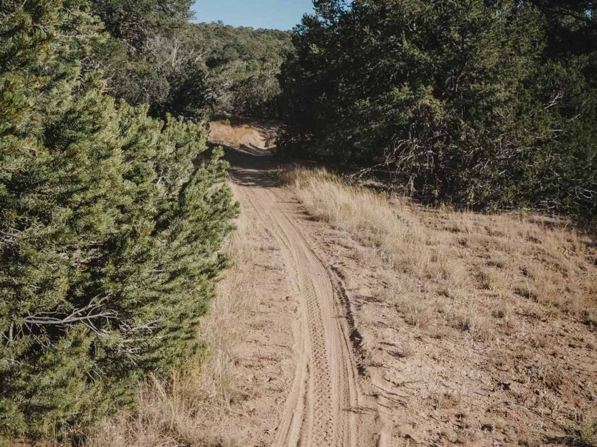 Pinyon trail photo